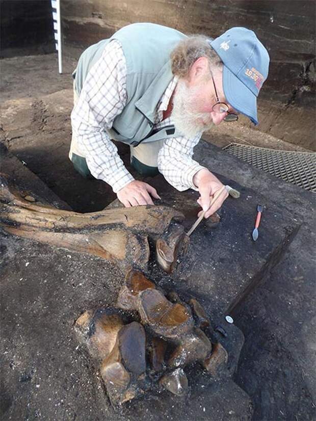 На севере Германии обнаружили скелет прямобивневого лесного слона возрастом 300 тысяч лет