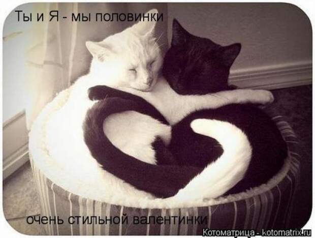 Котоматрицы (картинки с надписями)