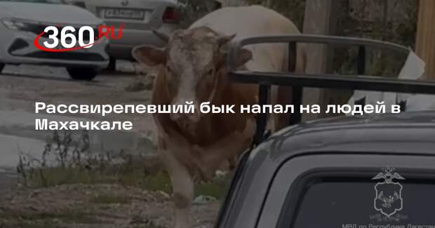 В Махачкале полицейские усмирили рассвирепевшего быка 12 выстрелами