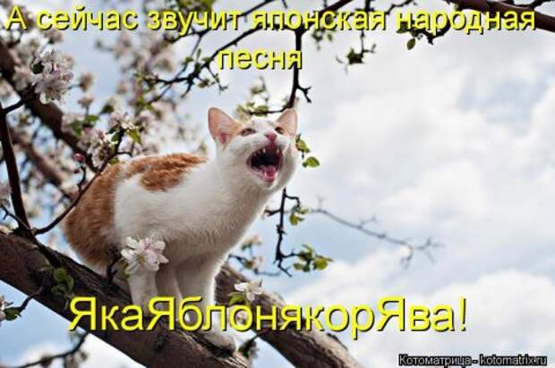 Новые крутые котоматрицы первой недели октября (50 фото) Новые крутые котоматрицы первой недели октября (50 фото)