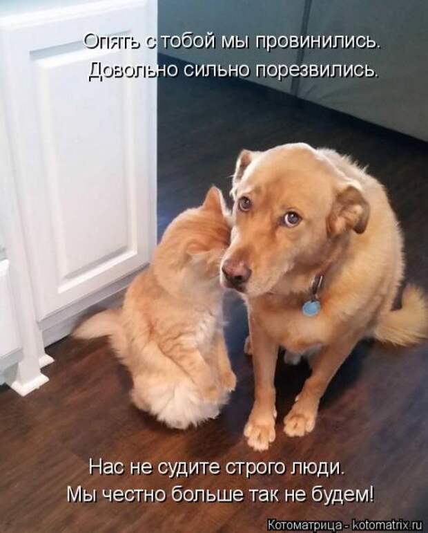 Лучшие котоматрицы недели (50 фото)