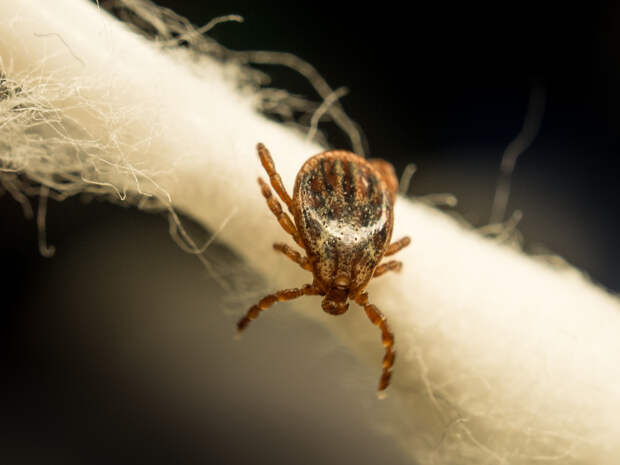 Россиянам назвали способы защиты от клещей