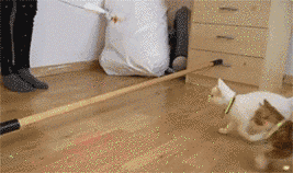 20 кошек, которым действительно нужны выходные коши которым нужны выходные, кошки устали, кошки ждут выходных