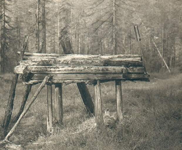 Арангас в лесу. Арангас в лесу.