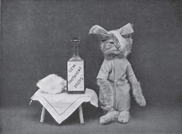 LOLCats07