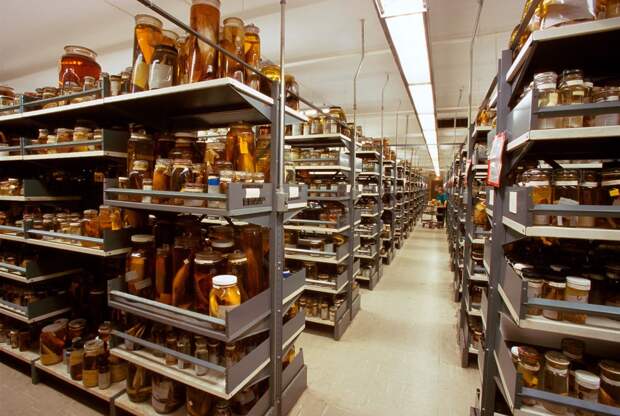 Масштабы, потрясающие воображение: тайные коллекции Американского музея естественной истории