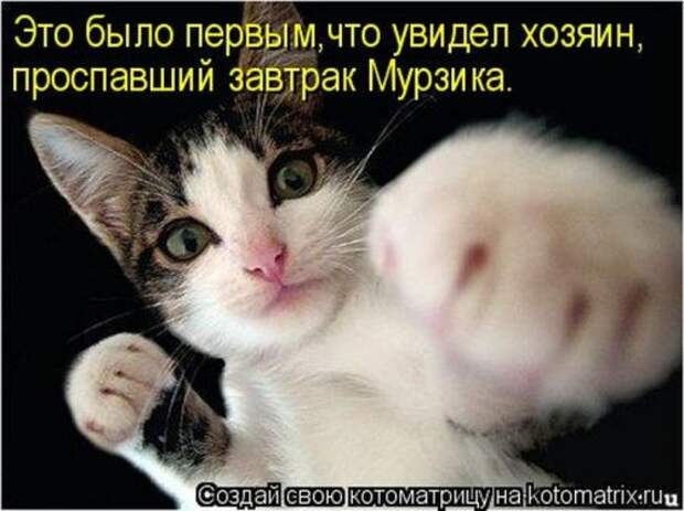 Лучшие котоматрицы недели (28 шт)