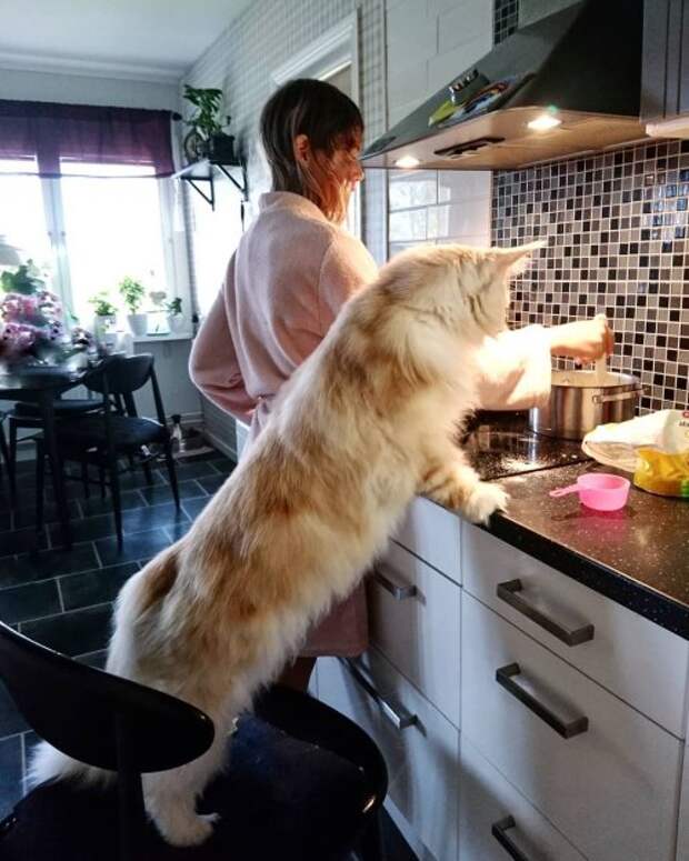 https://bugaga.ru/uploads/posts/2018-11/thumbs/1541179750_meynkun-lotos-17.jpg