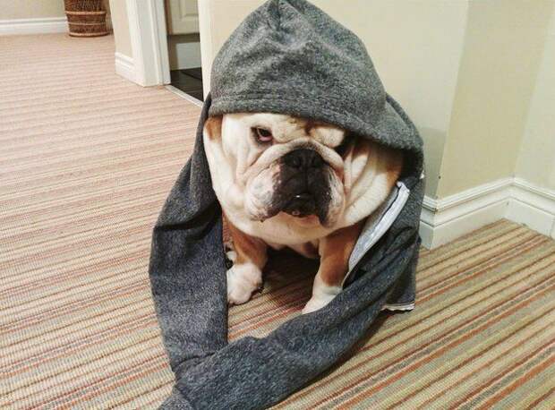 17 потрясающе милых собачек в морщинках