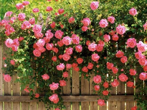 Английские розы в ландшафтном дизайне фото