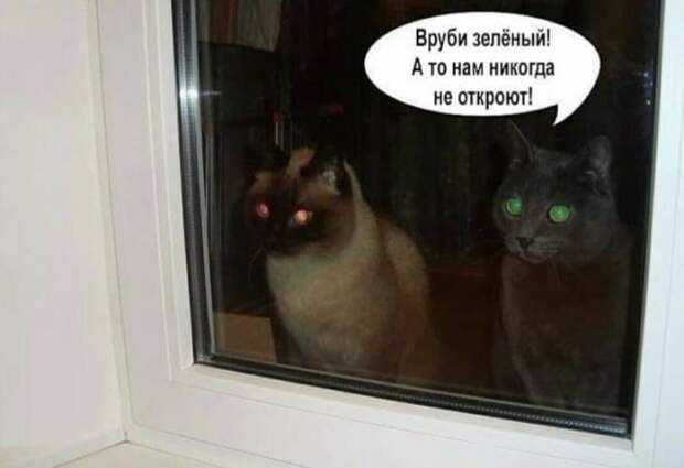 Лучшие шутки и мемы из Сети