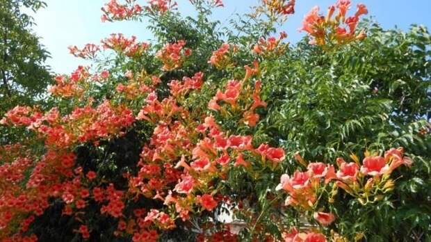 Кампсис укореняющийся, или Текома (Campsis radicans)