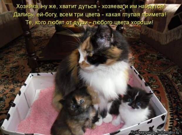 Новая котоматрица для позитива (35 фото)