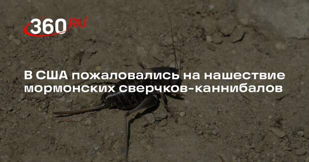 KSTU: в штате Юта мормонские сверчки-каннибалы заполонили дороги