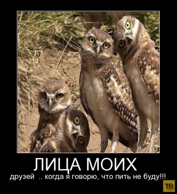Подборка демотиваторов 20. 11. 2014 (30 фото)