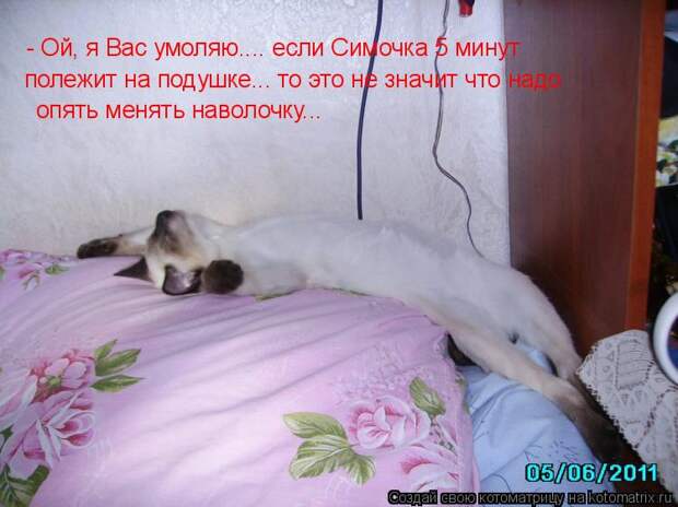 Котоматрица - - Ой, я Вас умоляю.... если Симочка 5 минут полежит на подушке... то э
