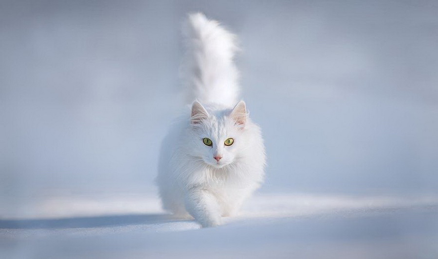 Животные зимой