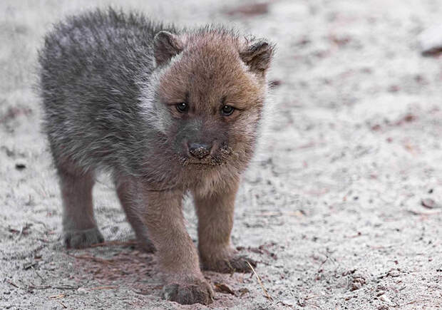 В Новосибирском зоопарке полярные волчата начали выходить на прогулку