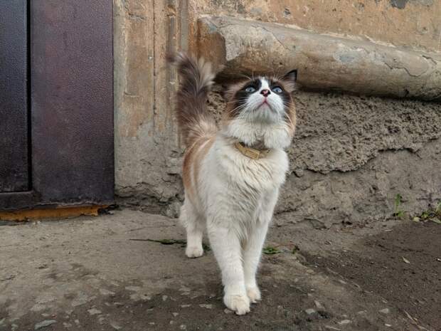 Котики всех стран, объединяйтесь! братья наши меньшие, город, дворовые кошки, кот, улица, уличные кошки, эстетика