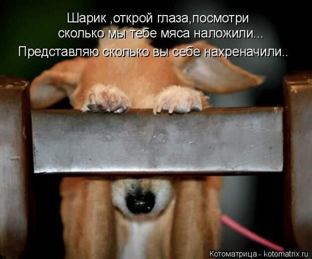 Лучшие котоматрицы недели (50 фото)