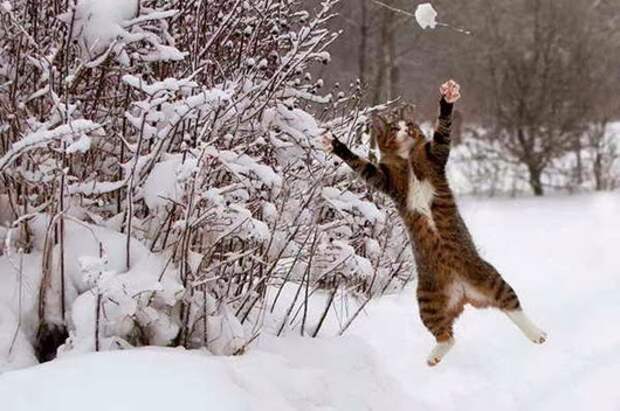 Cat-playing-in-snow_03