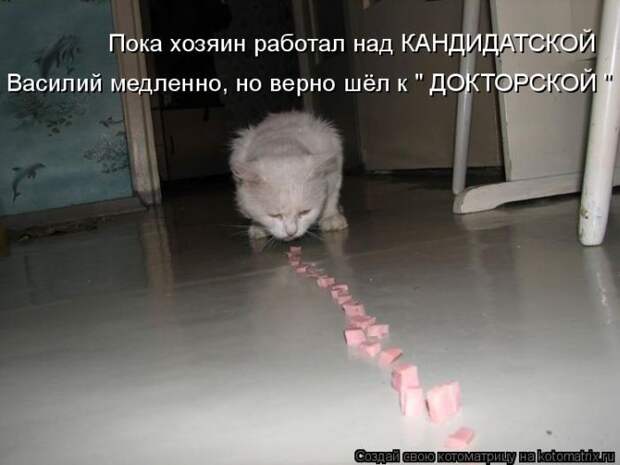 Лучшие котоматрицы недели (50 фото) Лучшие котоматрицы недели (50 фото)