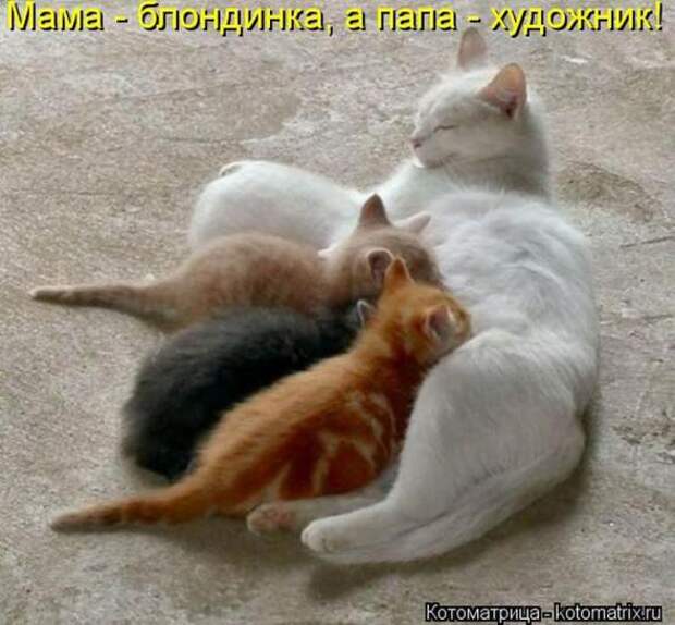 Котоматрицы(картинки с надписями)