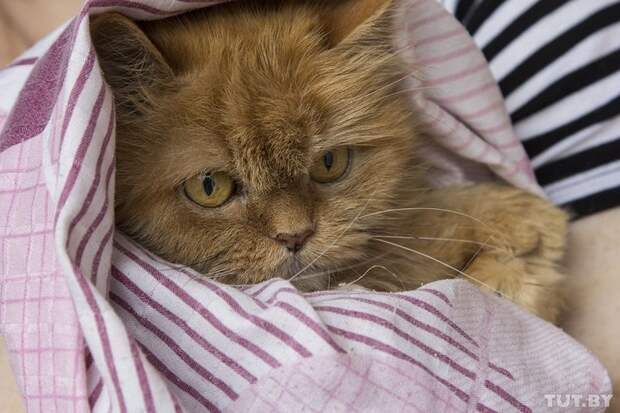 У рыжей 13-летней кошки Пуси — опухоль ветеринар, животные, история, спасение