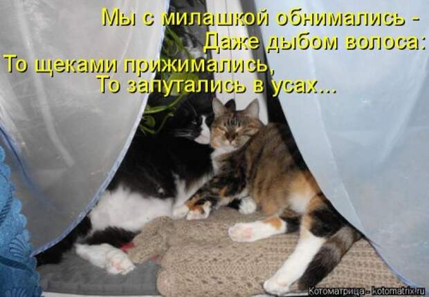 Лучшая котоматрица недели