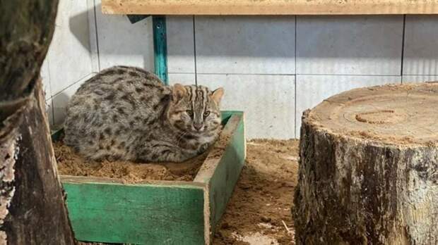 Центр «Тигр» согласился принять найденных в Москве краснокнижных котов