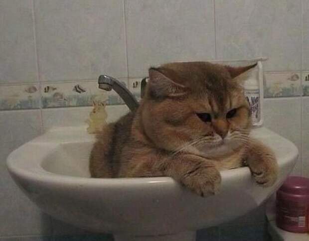 20 кошек, которым действительно нужны выходные коши которым нужны выходные, кошки устали, кошки ждут выходных
