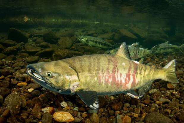 Рыбы Якутии: фото, названия и описания видов