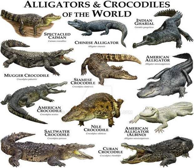 Самый большой крокодил - морской крокодил (Crocodylus porosus), который водится в Индии, северной Австрали и островах Фиджи. Длина его может достигать 7 метров, а вес - 1 тонны! Пятиметровые особи весят как минимум полтонны. аллигатор, интересное, крокодил, природа, факты, фауна