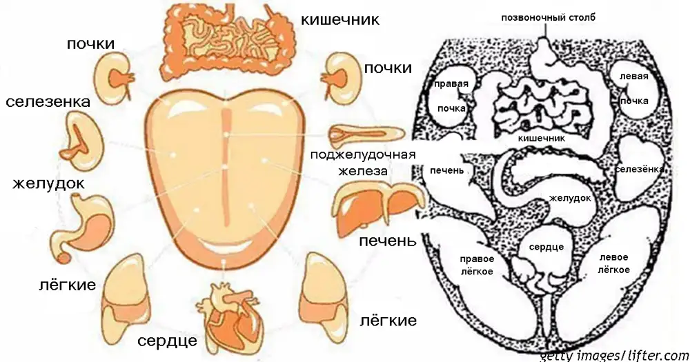 Диагностика по языку. Определение здоровья по языку. Представительные зоны на языке. Какие зоны языка отвечают за органы.