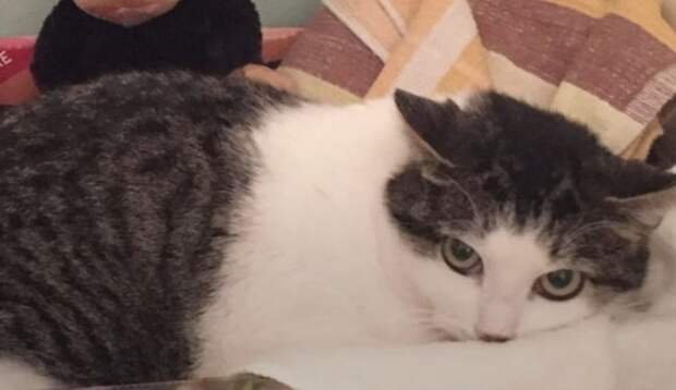 Кошка лежит