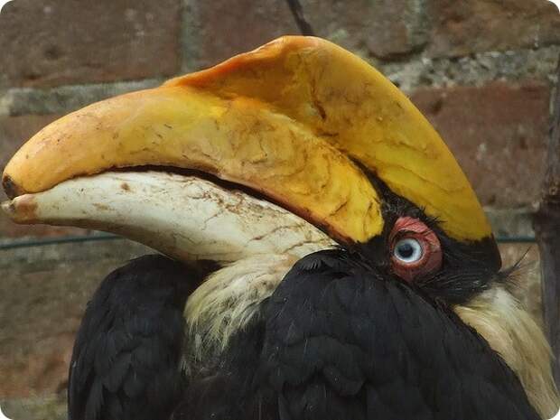 Двурогий калао (лат. Buceros bicornis)