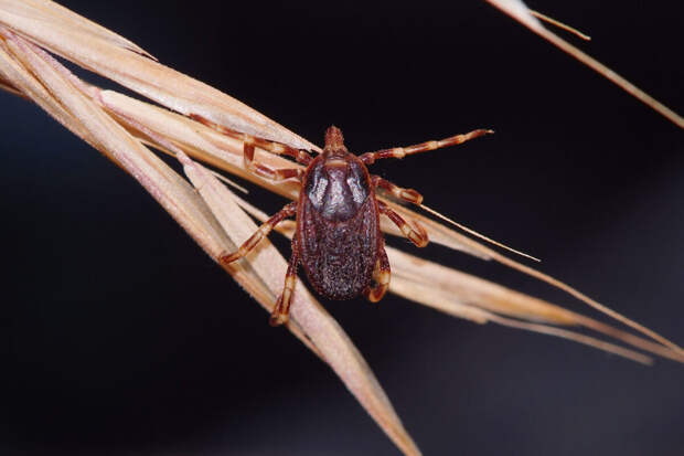 Врач Путинцева: после укуса клеща может развиться опасная аллергия на мясо