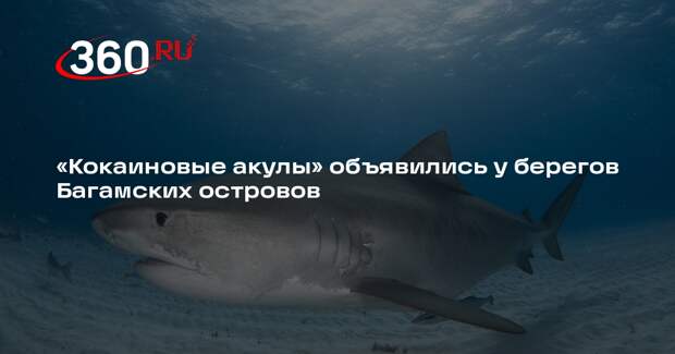 Vice: в телах багамских акул нашли кокаин, кофеин и ибупрофен