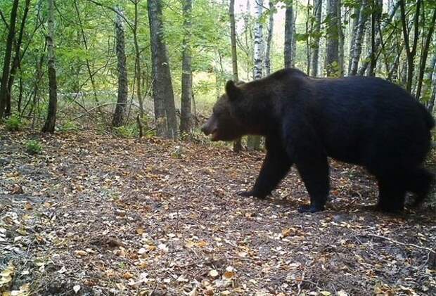 В 30-километровой зоне появились даже медведи, которых в здешних краях не было более 100 лет! радиация, факта, фото, чернобль