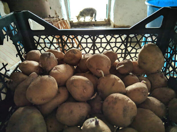 В начале апреля пора начинать проращивать семенной картофель