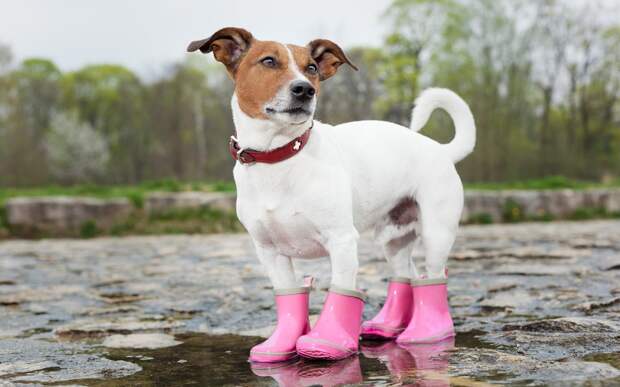 Собакаводынебояка: вредно ли питомцу гулять под дождем