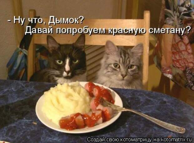 Новая и прикольная котоматрица на 22 сентября (29 фото)