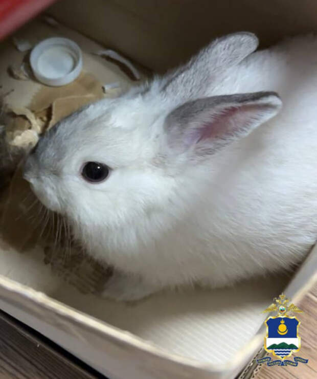 В Улан-Удэ мужчину задержали за кражу кролика для беременной жены