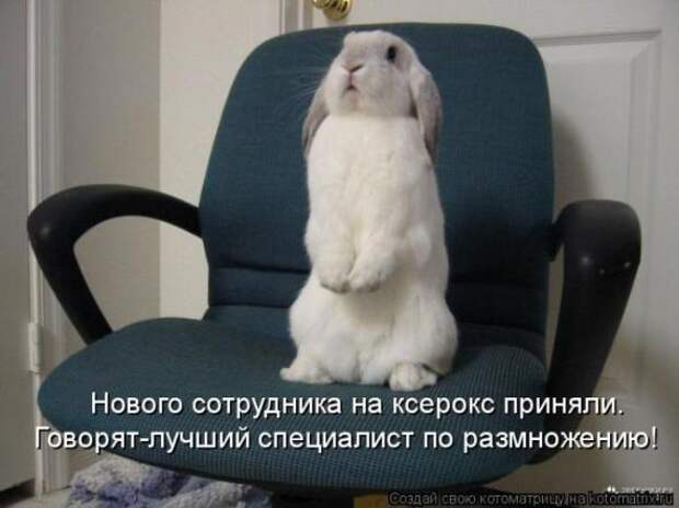 Котоматрицы(картинки с надписями)
