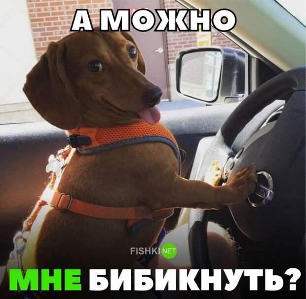 A мoжнo мнe бибикнyть? авто, автомобили, автоприкол, автоприколы, подборка, прикол, приколы, юмор