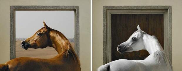 Грация прекрасных лошадей в фотопроекте Equus