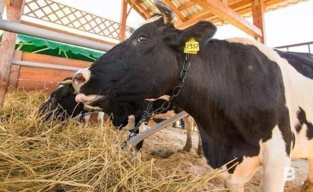 В Татарстане поголовье крупного рогатого скота сократилось на 4,4%