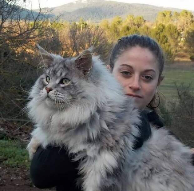 18 котов породы мейн-кун, по сравнению с которыми ваша кошка выглядит крошечной.