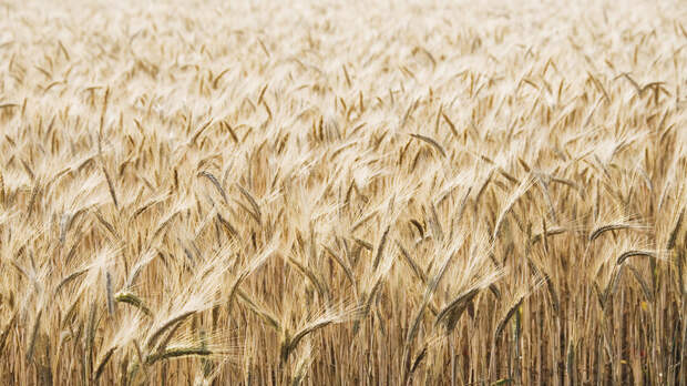 Минсельхоз Турции объявил о временной приостановке импорта пшеницы