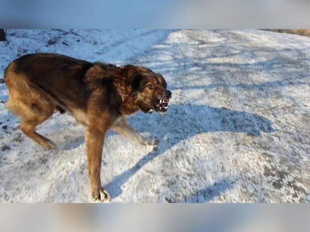 Стаи собак нападают на людей и грызут сородичей в Балее